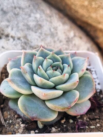 Echeveria Red Velvet - Зображення 3
