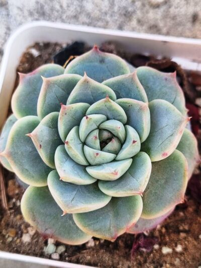 Echeveria Red Velvet - Зображення 2