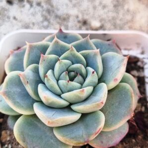 Echeveria Red Velvet