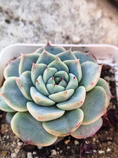 Echeveria Red Velvet