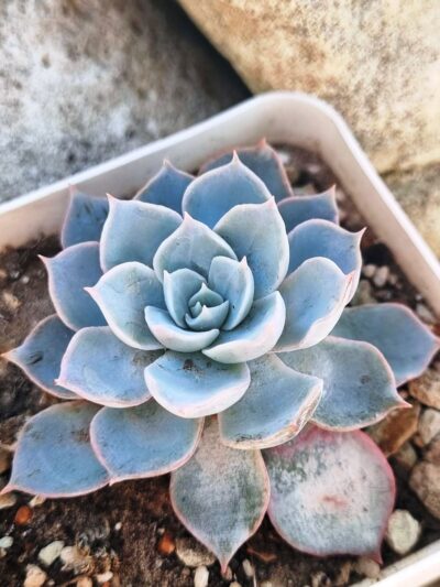 Echeveria Subsessilis