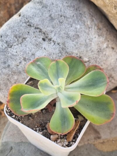 Echeveria Anfang var - Зображення 2