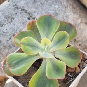 Echeveria Anfang var