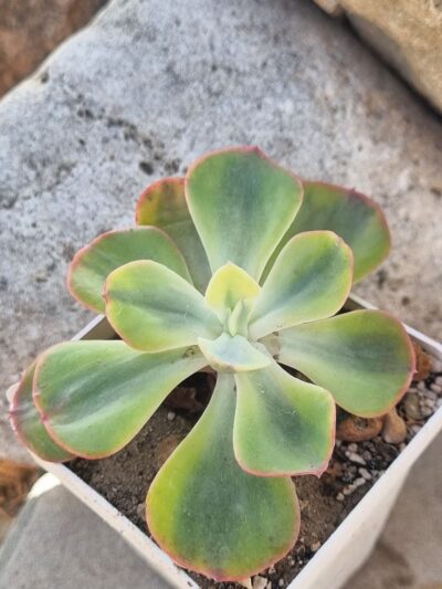 Echeveria Anfang var