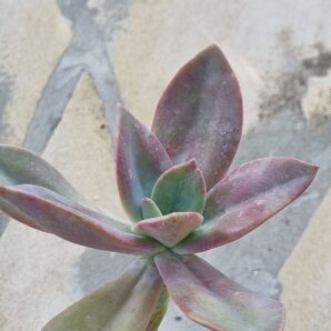 Echeveria Fred Ives