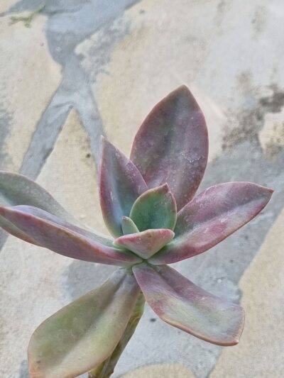 Echeveria Fred Ives