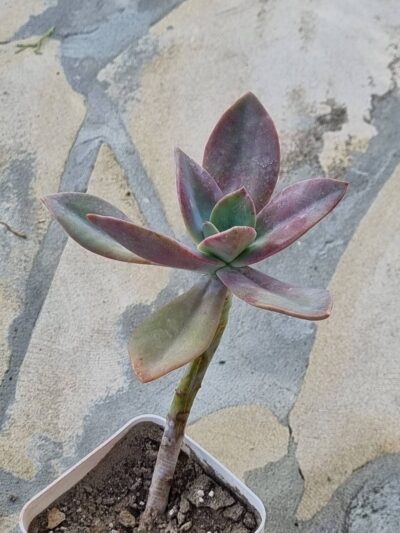 Echeveria Fred Ives - Зображення 3