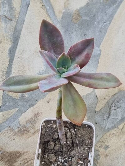 Echeveria Fred Ives - Зображення 2