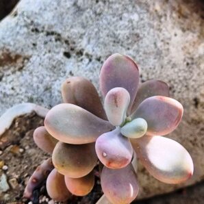 Pachyphytum Pink