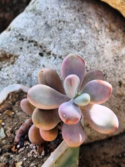 Pachyphytum Pink