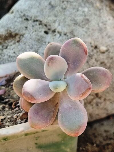 Pachyphytum Pink - Зображення 2