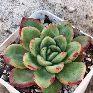 Echeveria Red King Korean