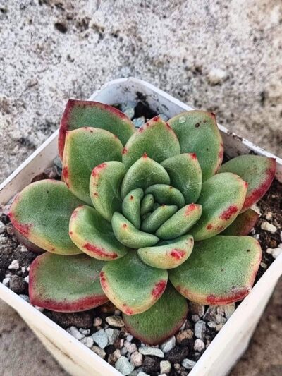 Echeveria Red King Korean