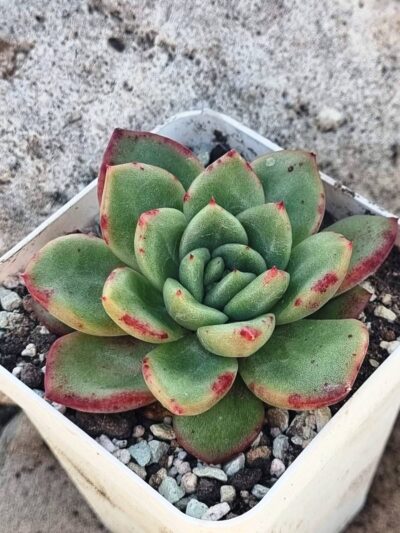 Echeveria Red King Korean - Зображення 2