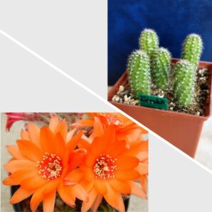 Chamaecereus hybrid Zoahr Pan17.5.101