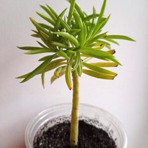 Peperomia Ferreyrae