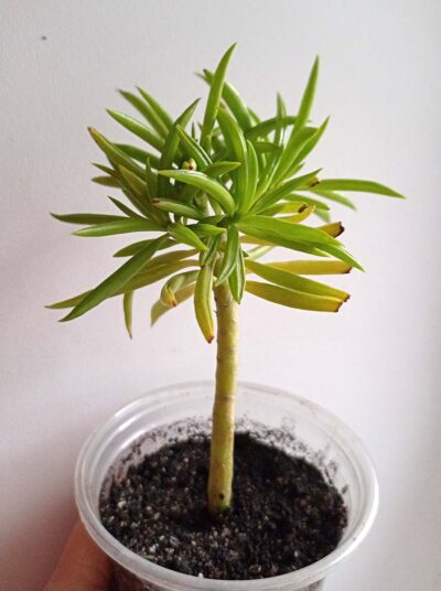 Peperomia Ferreyrae