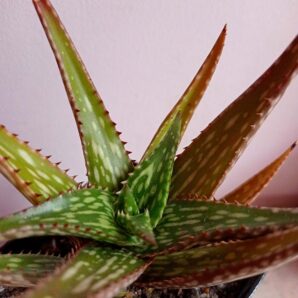 Aloe somaliensis