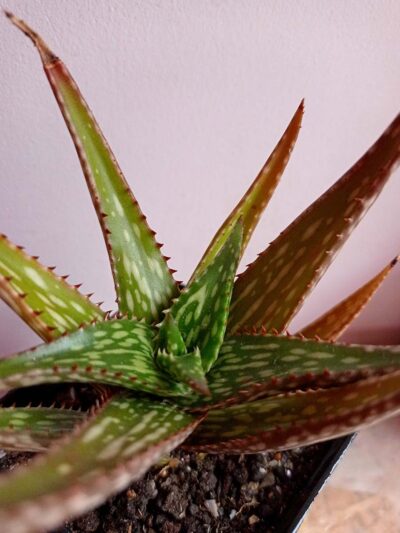 Aloe somaliensis