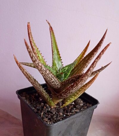 Aloe somaliensis - Зображення 2