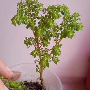 Пилея мелколистная (Pilea microphylla)