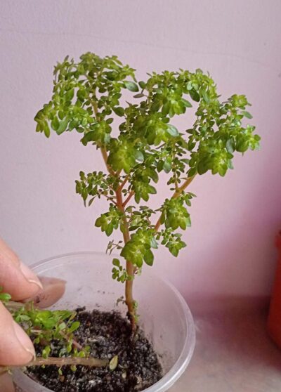 Пилея мелколистная (Pilea microphylla)