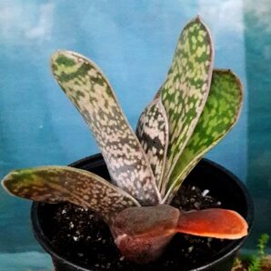 Gasteria maculata
