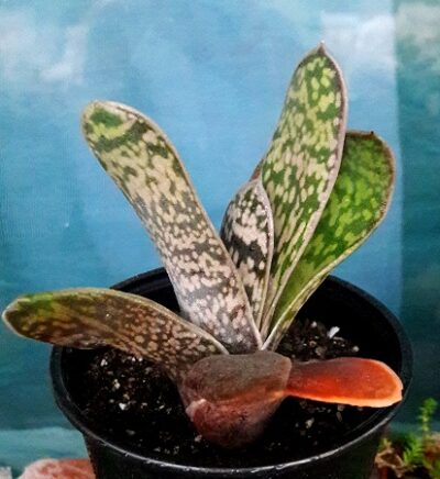 Gasteria maculata