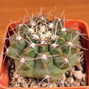 № 10 Gymnocalycium prochazkianum ssp. simile RER 705