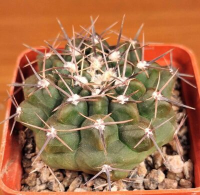 № 10 Gymnocalycium prochazkianum ssp. simile RER 705