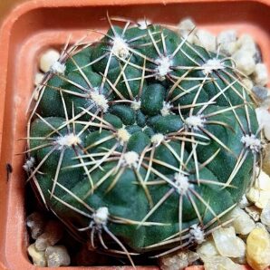 № 2 Gymnocalycium amerhauseri HT 88 /220
