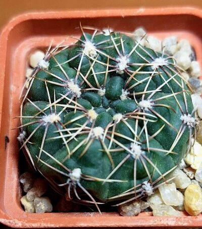 № 2 Gymnocalycium amerhauseri HT 88 /220