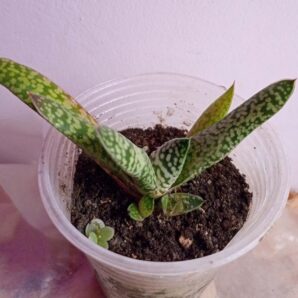 Гастерия карината Сноу Сторм (Gasteria carinata 'Snow Storm')