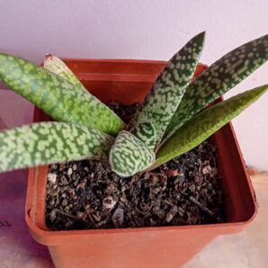 Гастерия карината Сноу Сторм (Gasteria carinata 'Snow Storm')