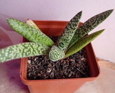 Гастерия карината Сноу Сторм (Gasteria carinata 'Snow Storm')