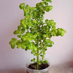 Пилея мелколистная (Pilea microphylla)