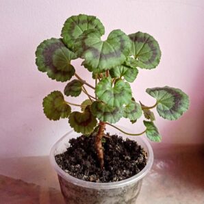 Пеларгония "Дрезден Пинк" (Pelargonium Dresden pink)