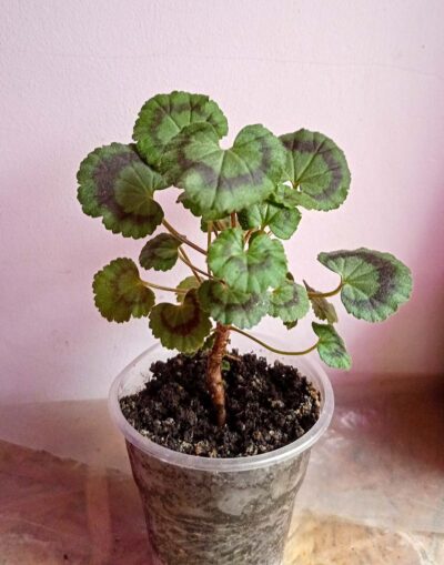 Пеларгония "Дрезден Пинк" (Pelargonium Dresden pink)