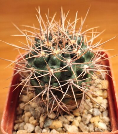 № 12 Gymnocalycium neuhuberi GN 177 186