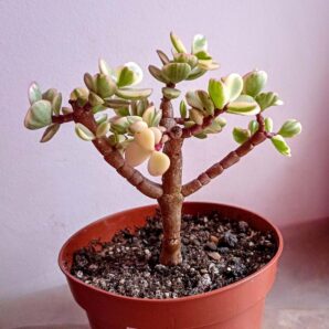 Портулакария афра вариегатная (Portulacaria afra variegata)
