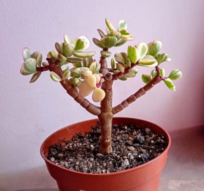 Портулакария афра вариегатная (Portulacaria afra variegata)