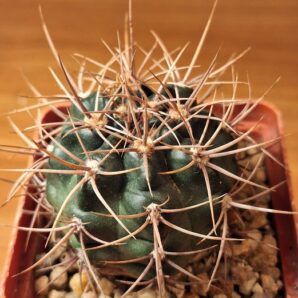 № 13 Gymnocalycium neuhuberi GN 177 186