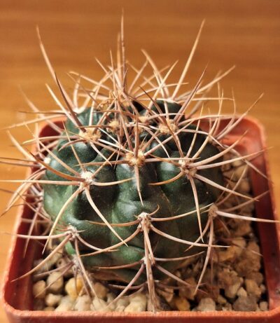 № 13 Gymnocalycium neuhuberi GN 177 186