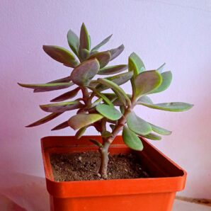 Каудексное сенецио (Senecio fulgens)