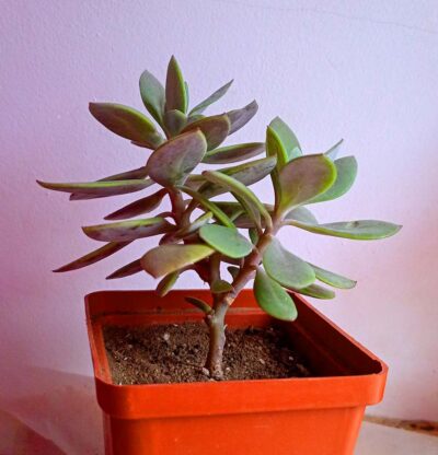 Каудексное сенецио (Senecio fulgens)