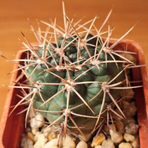 № 14 Gymnocalycium neuhuberi GN 177 186