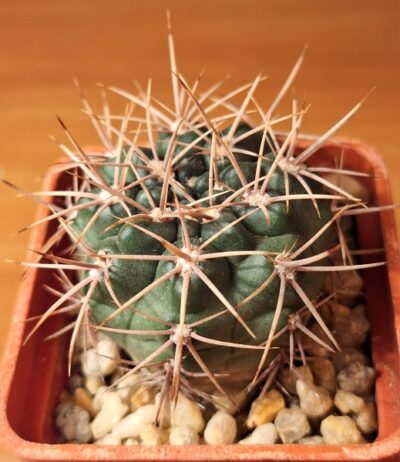 № 14 Gymnocalycium neuhuberi GN 177 186