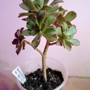Эониум декоративный (Aeonium decorum)