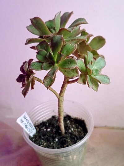 Эониум декоративный (Aeonium decorum)