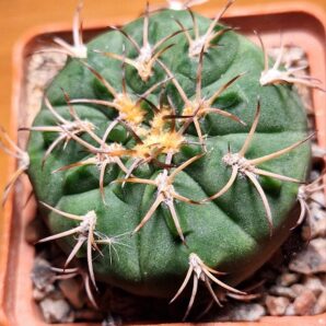 № 15 Gymnocalycium catamarcense P 72